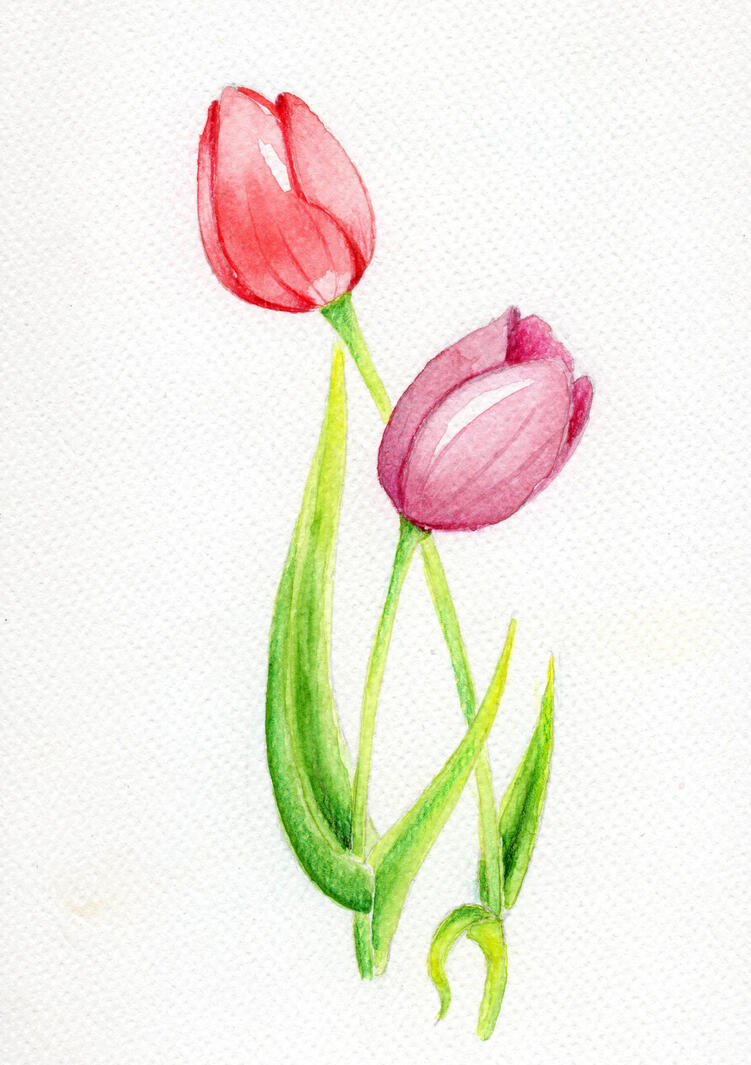 Tulips
