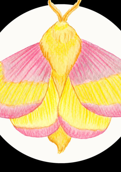 Rosy Mapple Moth