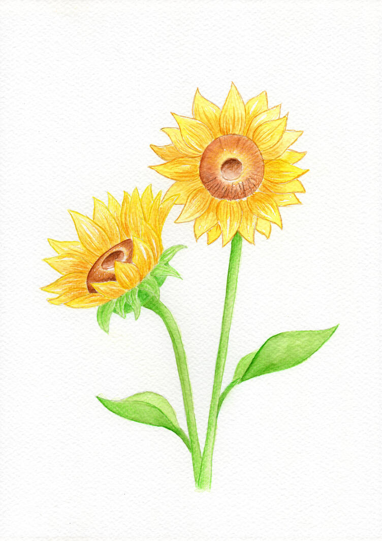Sunflowers