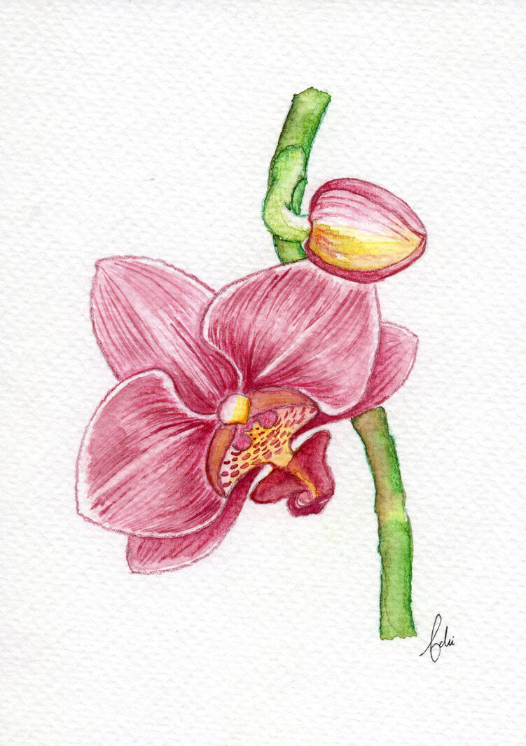 Orchid
